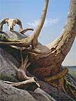Realist oil painting.